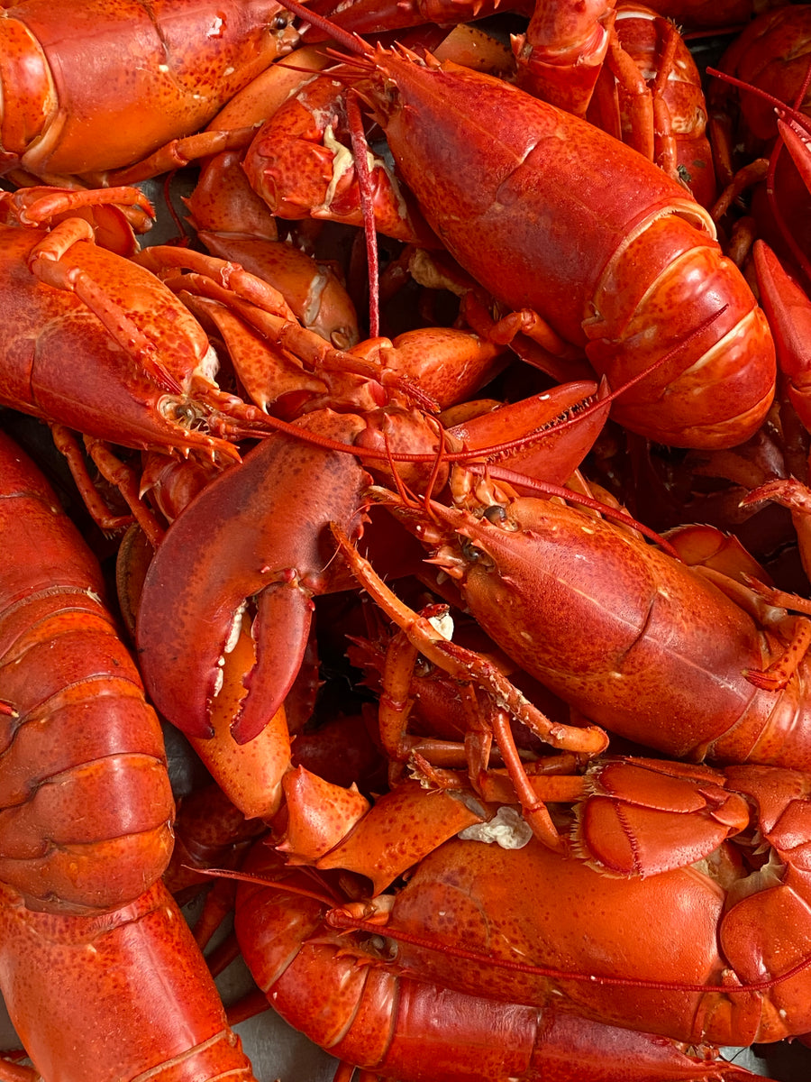 maine lobster & kelp chowder recipe Nautical Farms Seaweed Farm