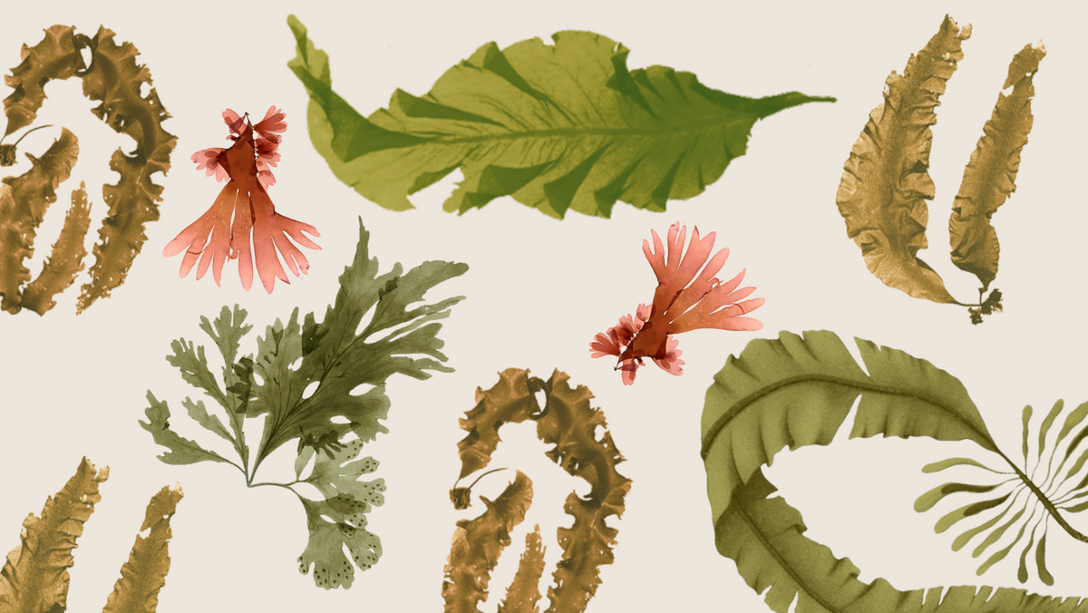 types of seaweed hidden gems of the maine coast