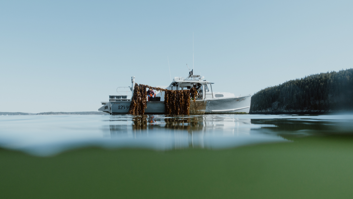 How Is Kelp Farmed? The History, Benefits & Methods of Farming Kelp