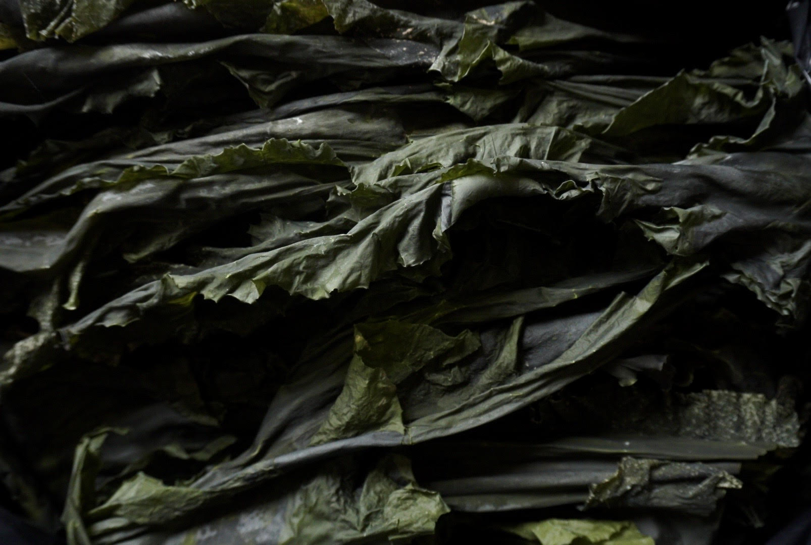 Healthy & natural organic kelp in whole leaf bags. Comes in small bags or easy snacking or bulk seaweed bags.