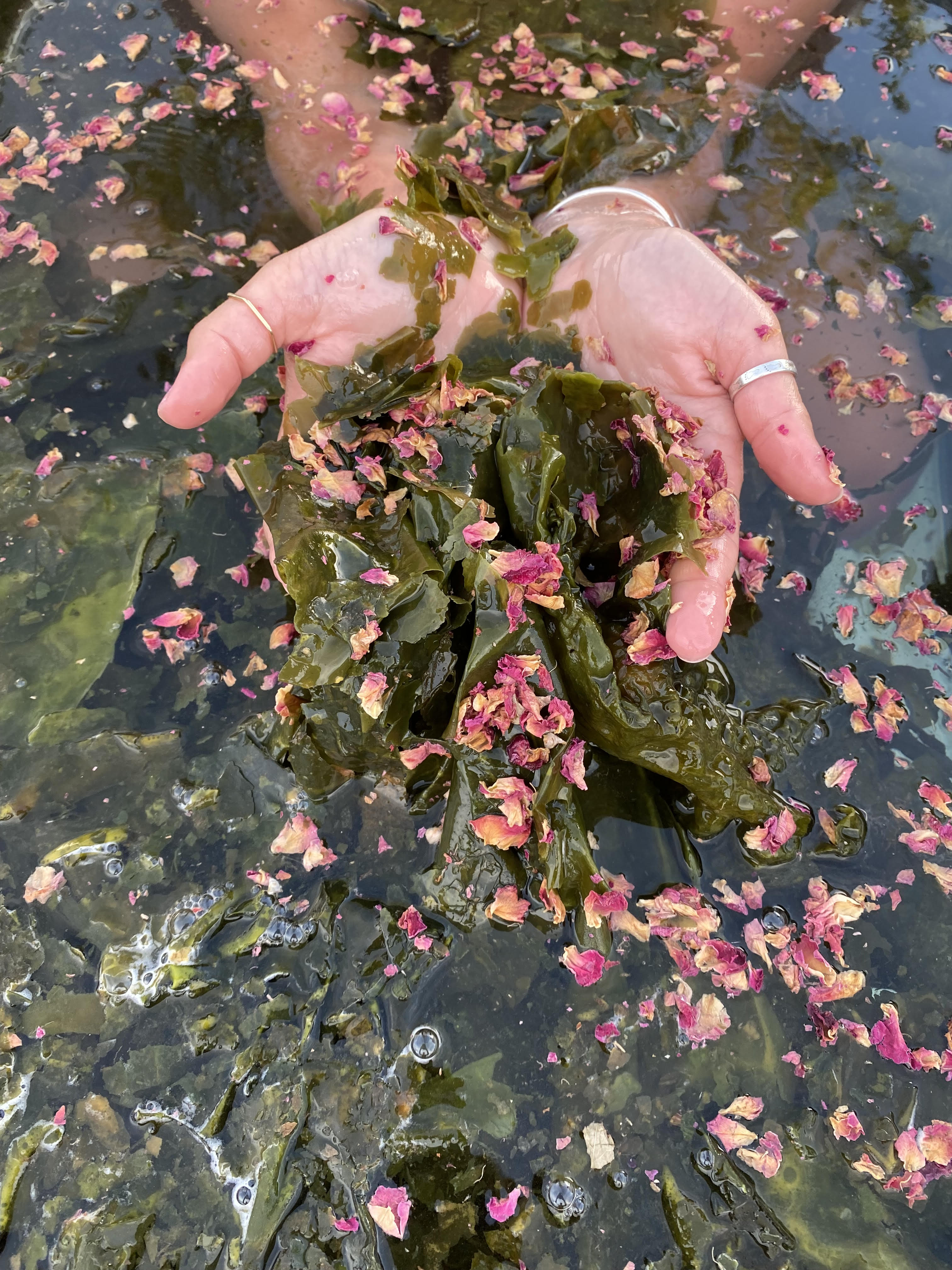 Hands holding ocean farmed seaweed and rose petals in an outdoor bath tub. Eco-friendly bathing product.